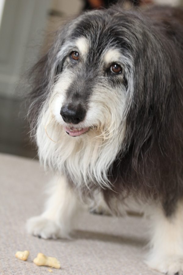 Every Dog has its Day America's Table