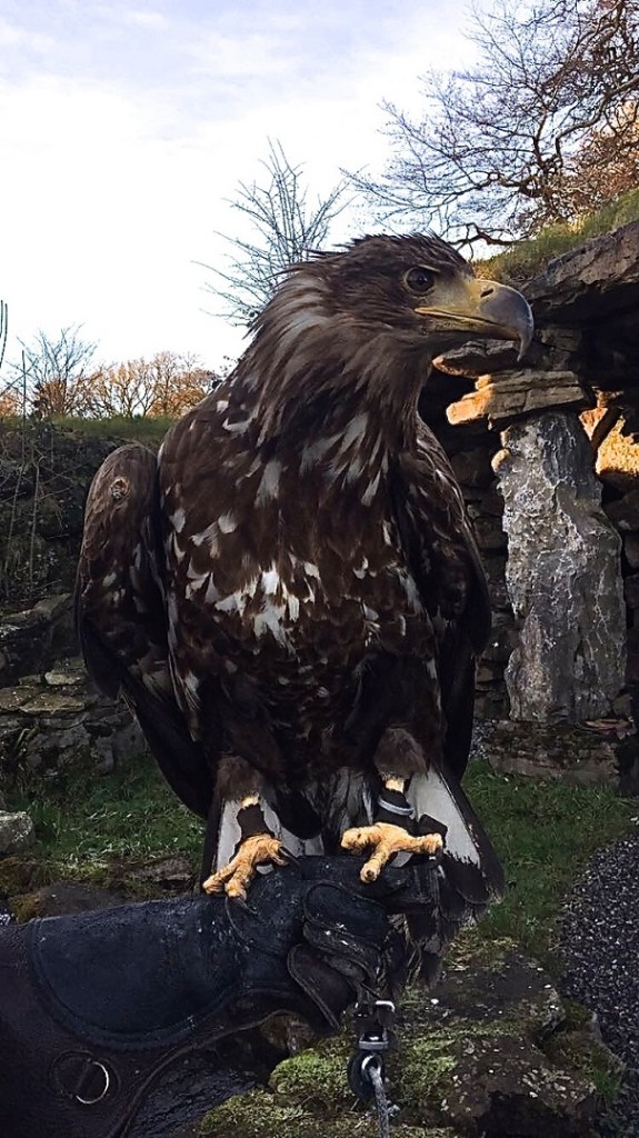 Angus the Sea Eagle on America's Table