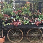 Petersham Nurseries on Americas-Table.com