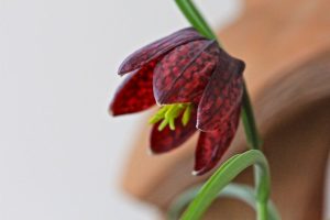 Spring Beauties on Americas-Table.com