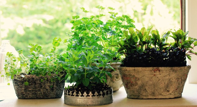 Windowsill Gardens