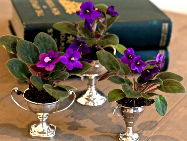 Tiny Plants on Americas-Table.com