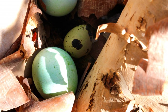 COLORED EGGS MADE WITH NATURAL DYES on Americas-Table.com