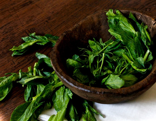 FRESH PEA SHOOTS AND BURRATA SALAD on Americas-Table.com