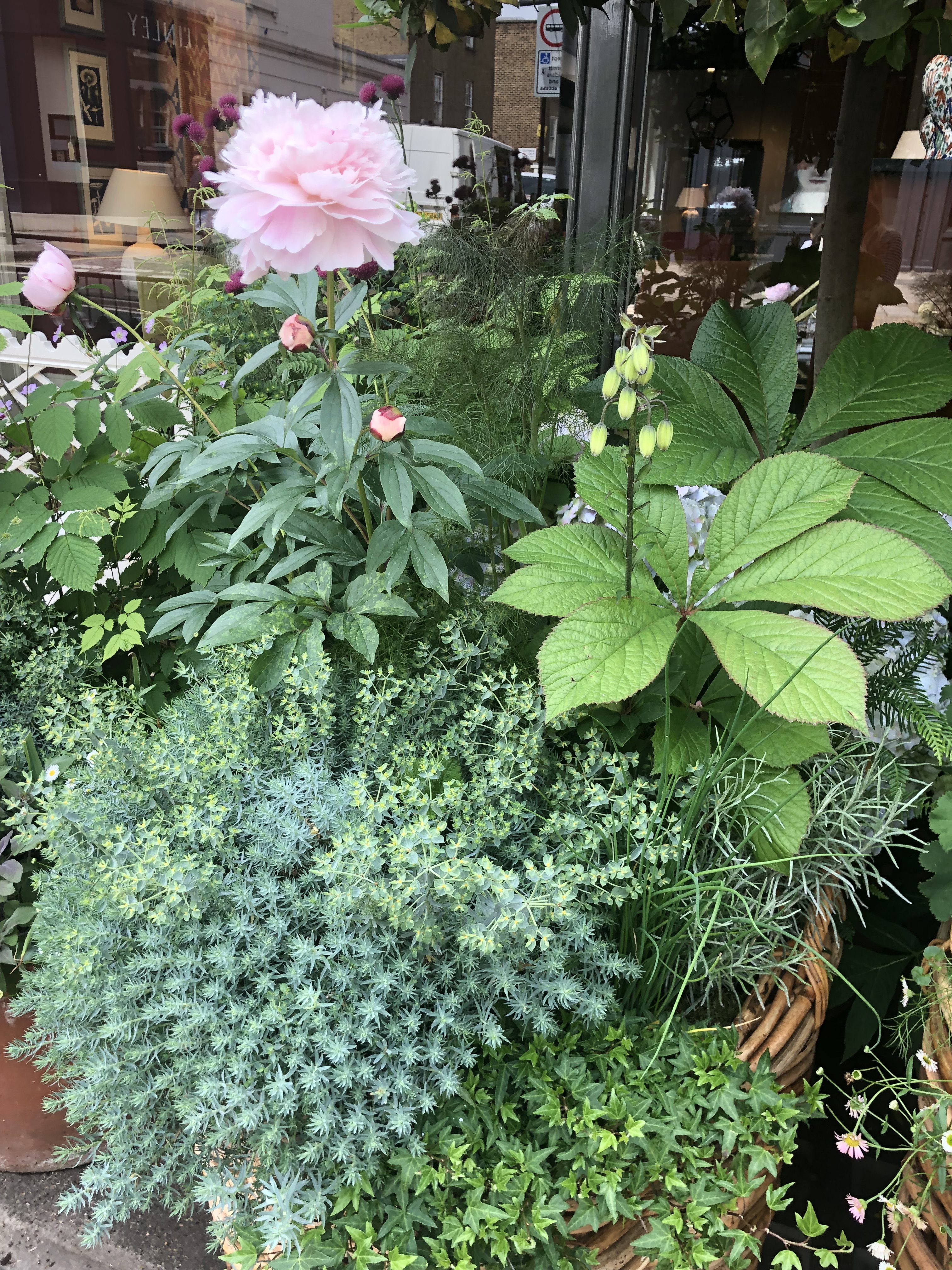 Lovely plantings in front of Jamb in Pimlico