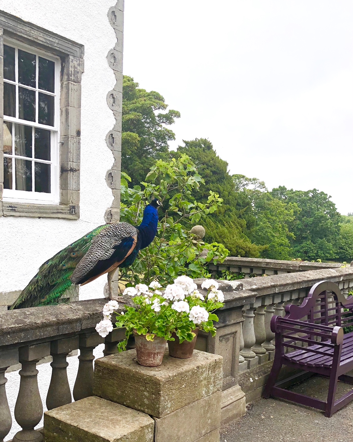 Peacock frolicking