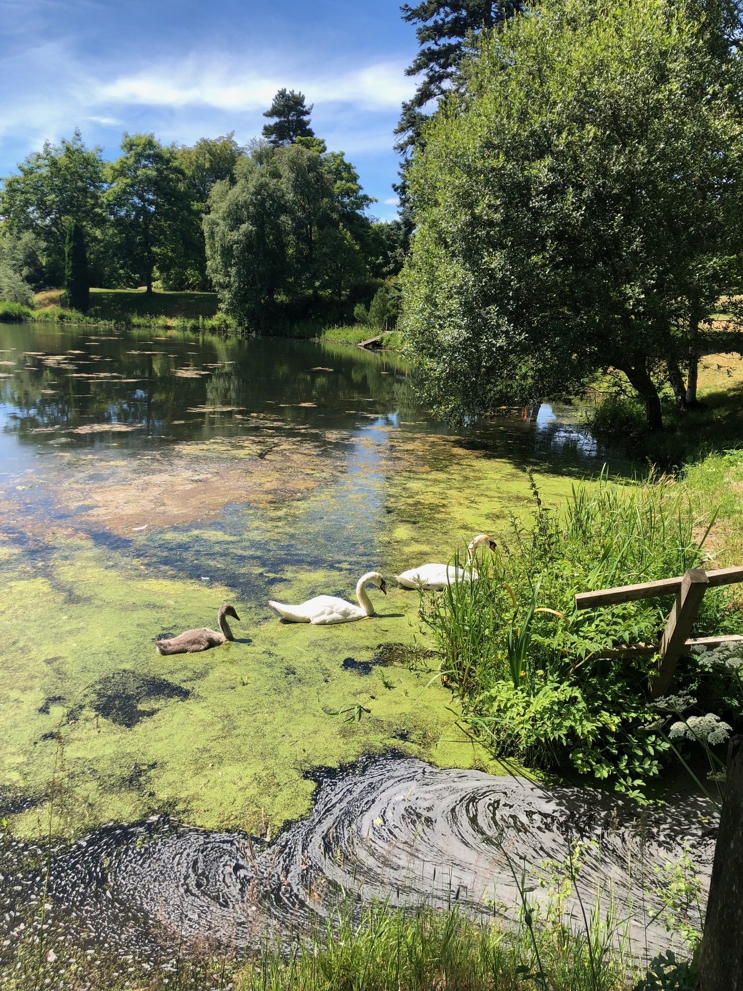 Swans in the pond we canoed right past them later that day!