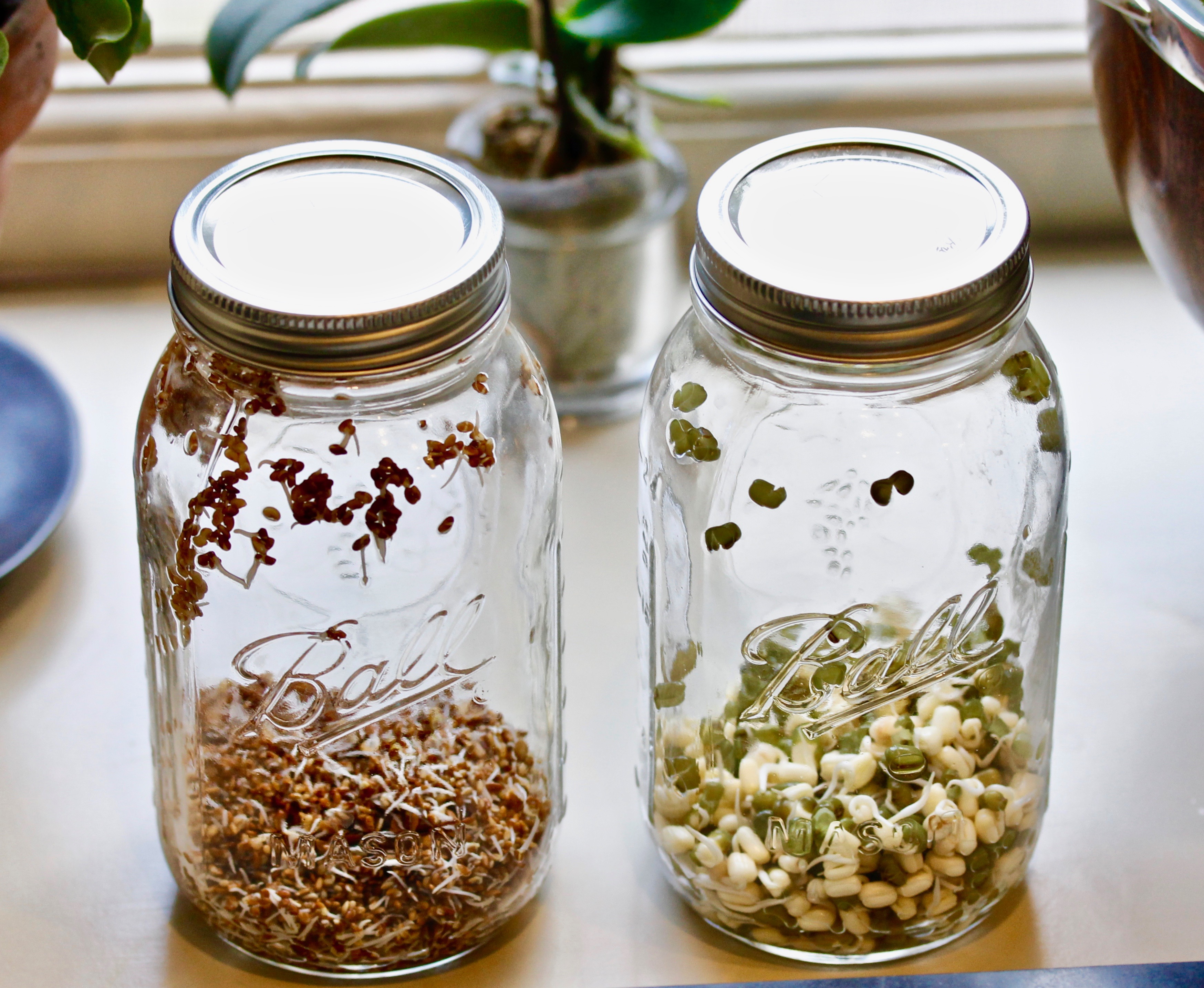 Stir-fried Mung Bean Sprouts