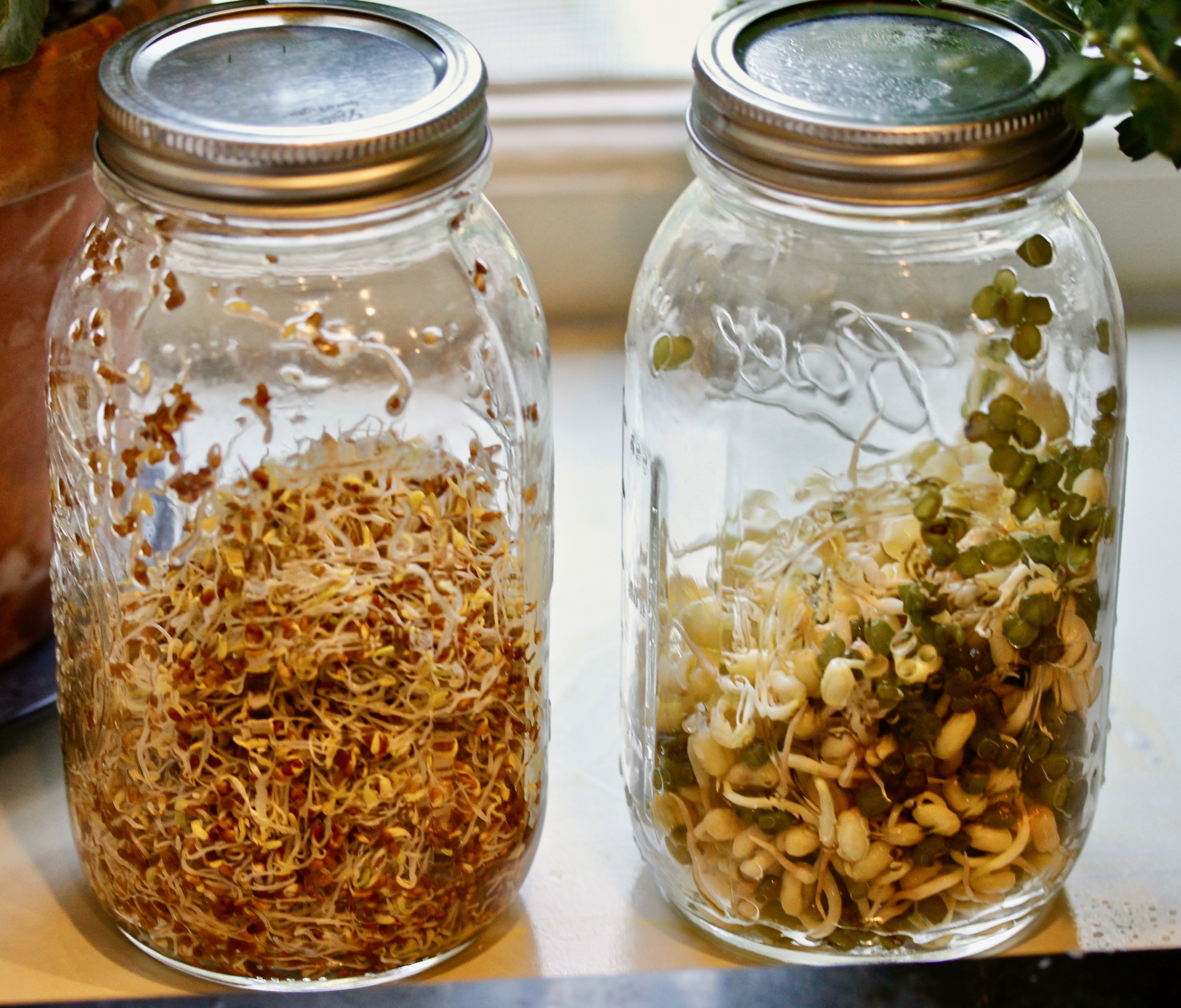 Stir-fried Mung Bean Sprouts